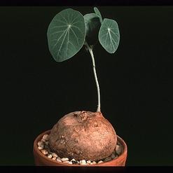 Euphorbia orbiculifolia