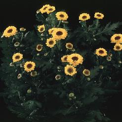 Chrysanthemum indicum vymini