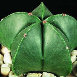 Astrophytum myriostigma v. nudum