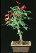 Acer palmatum diskoyio