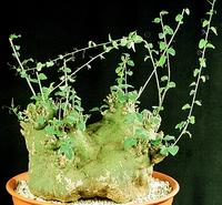 Adenia sp. 1639