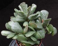 Adromischus cooperi body