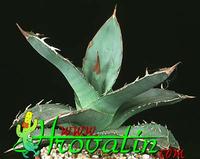 Agave paryii 1202