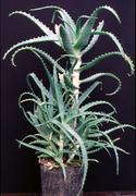 Aloe arborescens