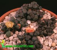Aloinopsis schooneesii 1555