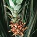 Ananas comosus 1848