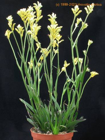 Anigozanthos flavidus 1