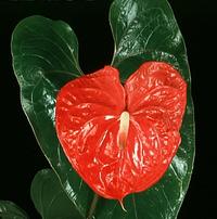 Anthurium andreanum
