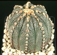 Astrophytum asterias