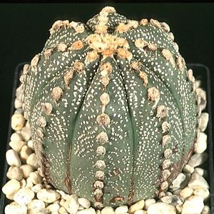 Astrophytum asterias
