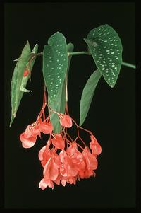 Begonia coccinea 2008