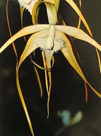Brassavola species brassavola sp k