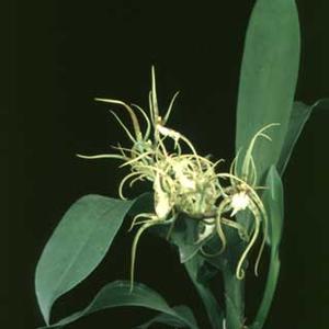 Brassia verrucosa