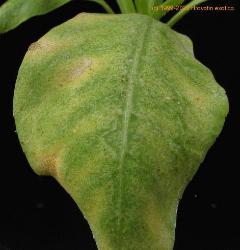 Brighamia insignis-1