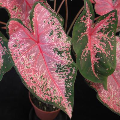 Caladium pink leaf