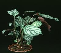 Calathea makoyana 1886