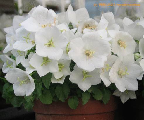 Campanula carpatica SIb