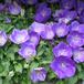 Campanula isophylla -Wega-