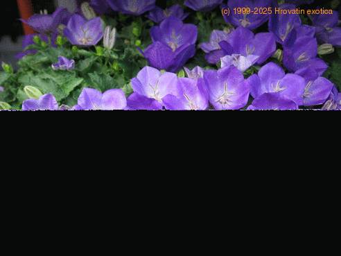 Campanula isophylla -Wega-