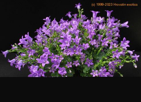 Campanula longistyla -Isabella Blue-