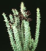 Caralluma mammillaris