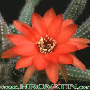Chamaecereus silvestrii
