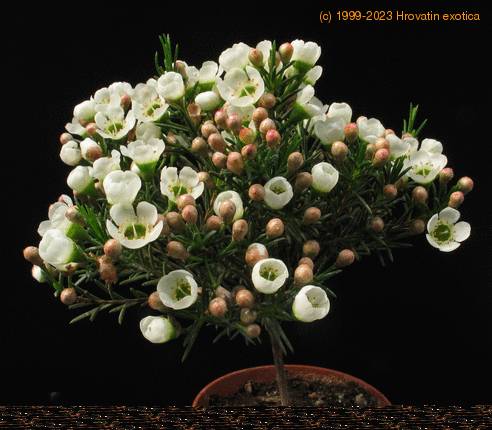 Chamelaucium sp SIb