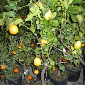 Citrus lemon 3 1