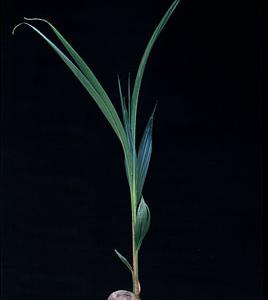 Cocos nucifera