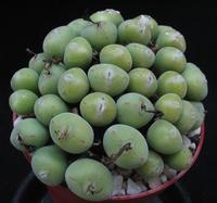 Conophytum pearsonii