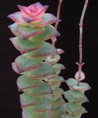 Crassula marnieriana