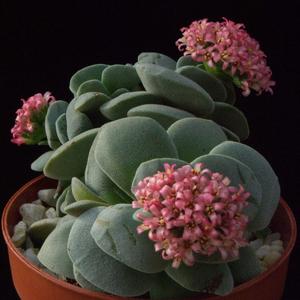 Crassula Morgan beauty
