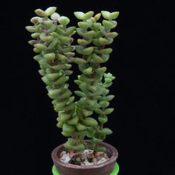 Crassula rupestris