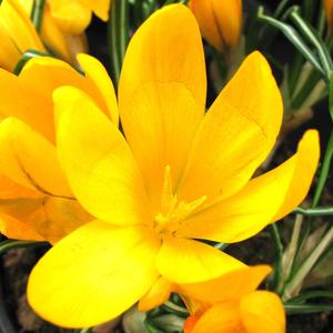 Crocus species