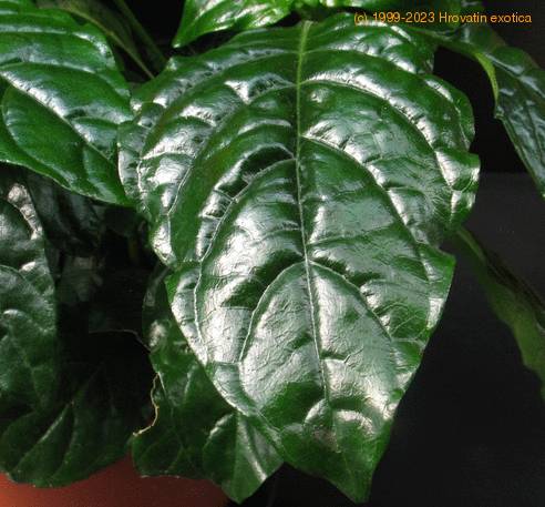 Crossandra undulaefolia SIl