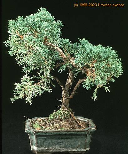 Cupressus 2640