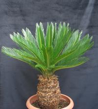 Cycas revoluta