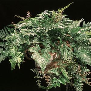 Davallia canariensis