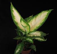 Dieffenbachia camilla