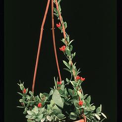 Dischidia pectenoides