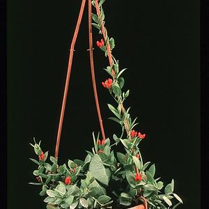 Dischidia pectenoides