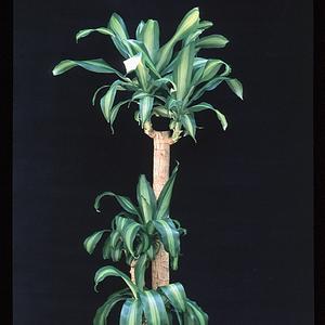 Dracaena massangeana