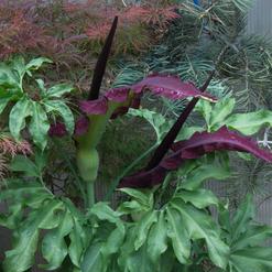 Dracunculus vulgaris