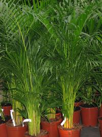Dypsis lutescens-SIb