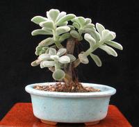 Echeveria setosa 1