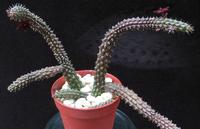 Echidnopsis repens
