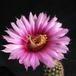 Echinocereus caespitosus 4