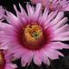 Echinocereus caespitosus 6