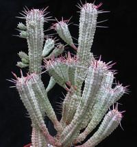 Euphorbia mammillaris f. variegata