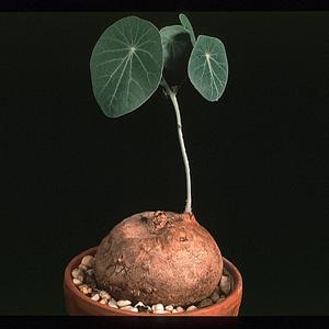 Euphorbia orbiculifolia